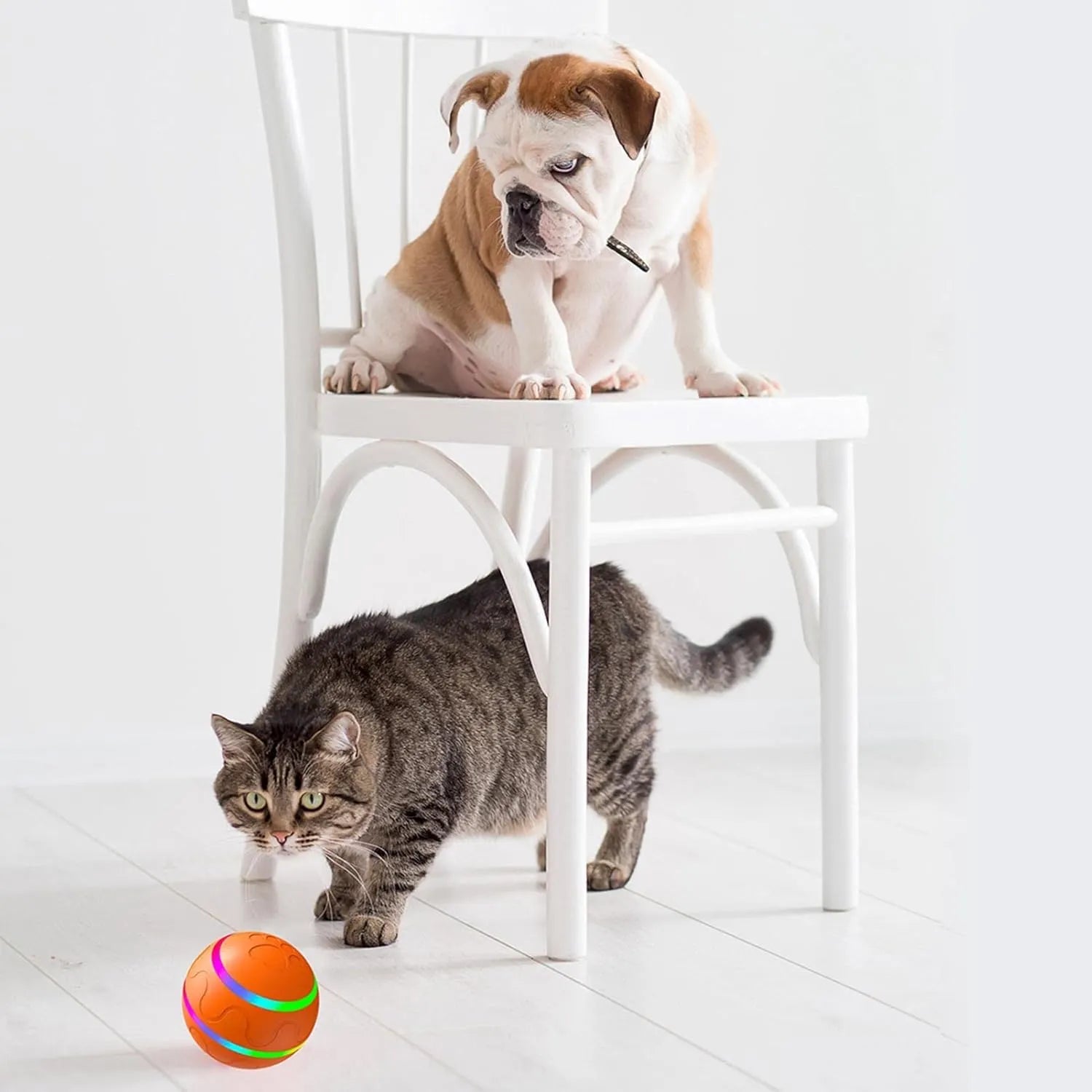 Balle pour animaux