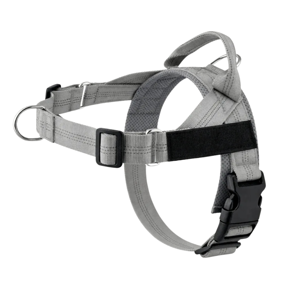 Harnais de dressage