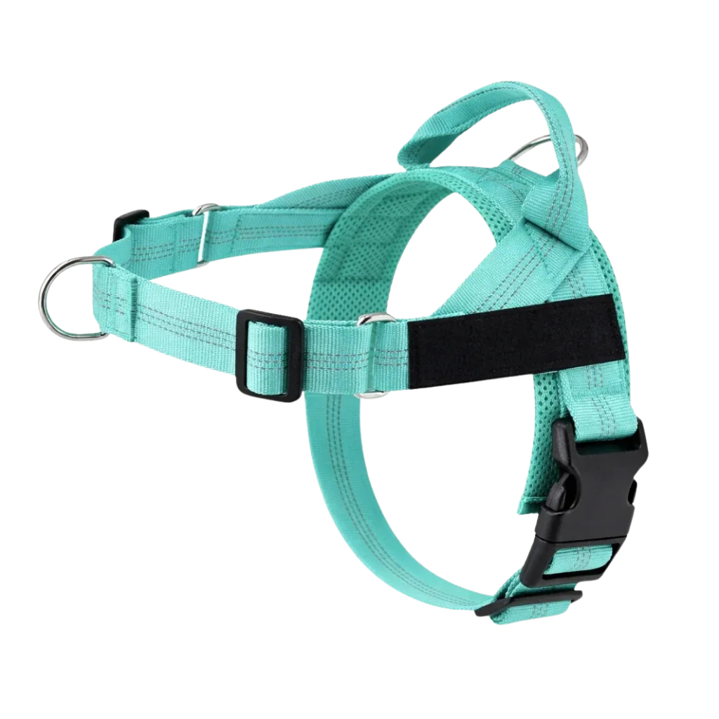 Harnais de dressage