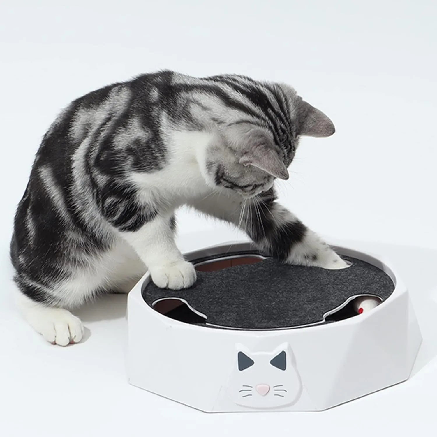 Souris pour chat