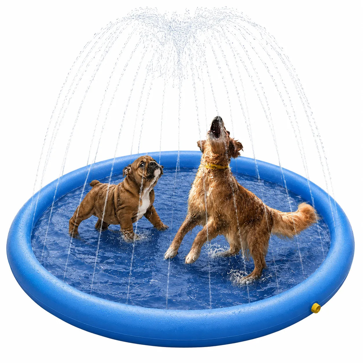 Piscine pour chien